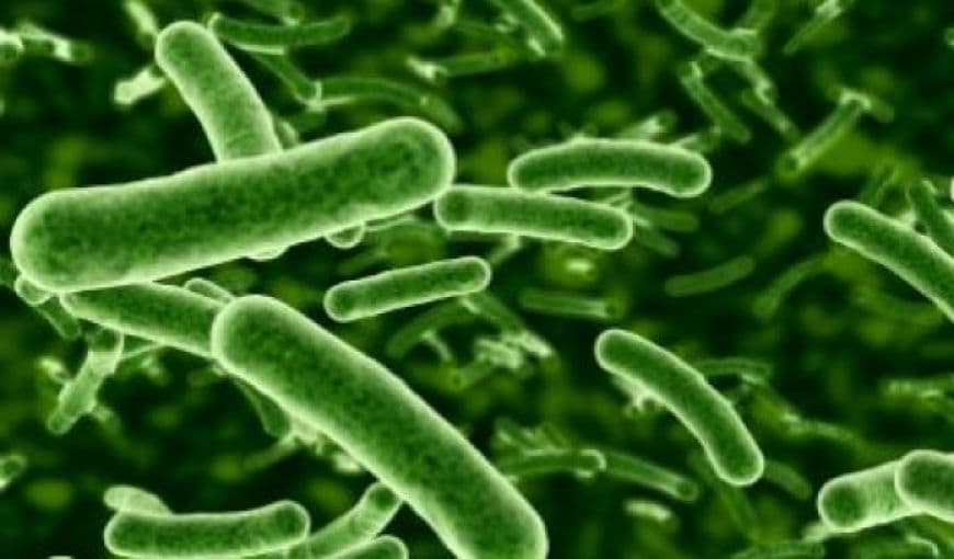 Sífilis (Treponema pallidum)